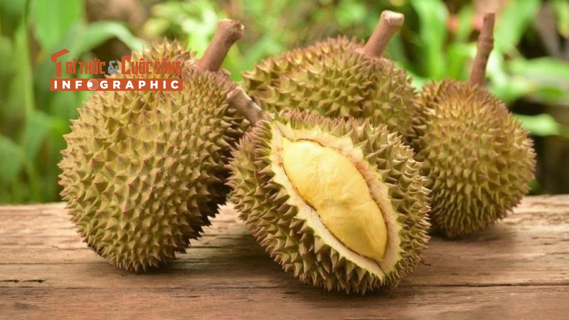 [INFOGRAPHIC] Sầu riêng đắt nhất thế giới hơn 1 tỷ đồng/trái