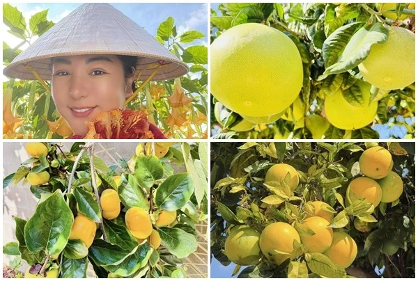 Khu vườn lúc lỉu trái cây trong biệt thự 30 tỷ của danh hài Thúy Nga