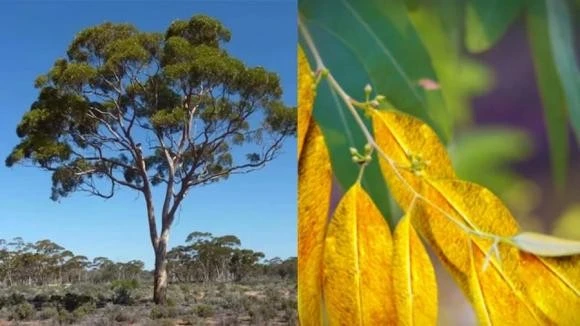 Loại cây "trữ vàng" trong lá, trồng bạt ngàn ở Việt Nam 