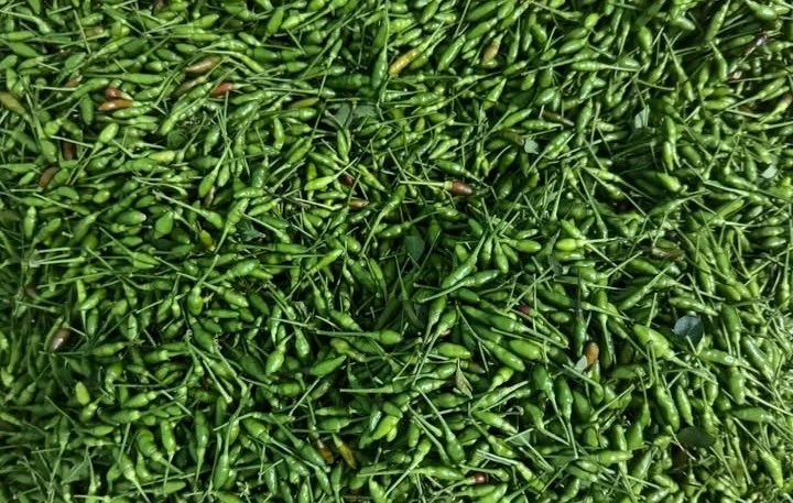 Quả mọc bờ rào xưa rụng đầy gốc nay 1 triệu đồng/kg vẫn đắt khách