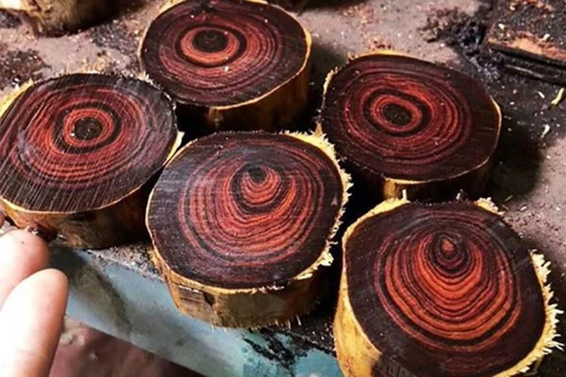 Tận thấy loại gỗ quý hiếm trị giá hàng trăm tỷ tại Việt Nam