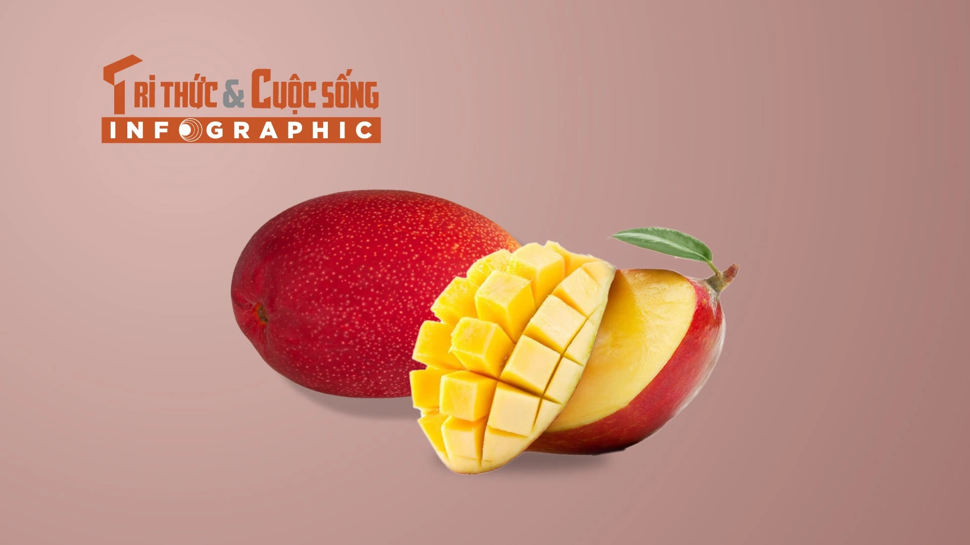 [INFOGRAPHIC] Giống xoài đắt nhất thế giới