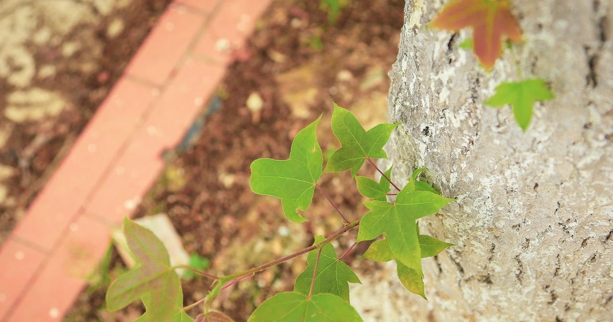 Loài cây độc lạ, lá ăn cực ngon, Hà Nội trồng nhiều