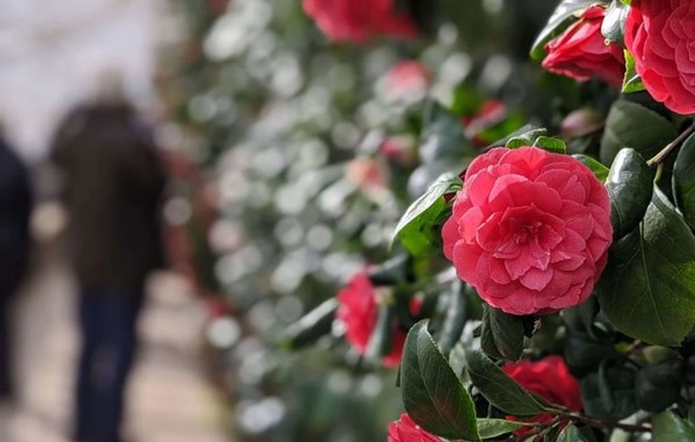 Bất ngờ loài hoa hiếm nhất thế giới, chỉ xuất hiện ở hai nơi