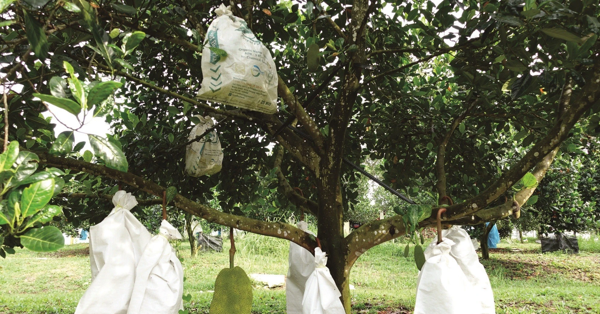 Cây "lạ", trồng trước nhà cản lộc... trồng sau nhà chủ phất