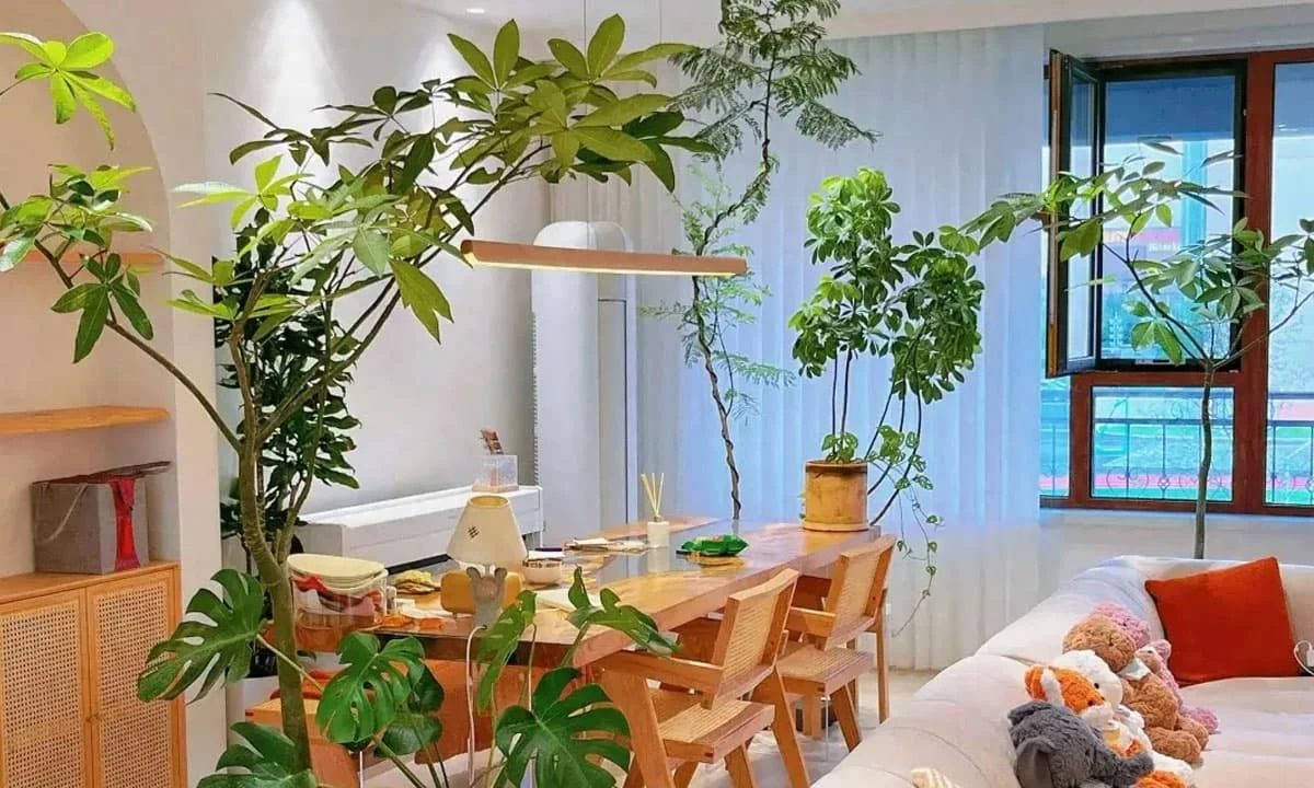 Cổ nhân dặn 'Phòng khách có 3 cây, mười nhà chín giàu'