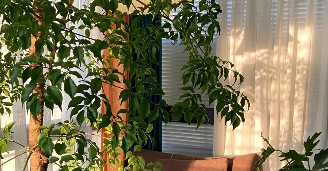 Đặt 3 cây phong thủy này trong phòng khách, tiền vô như nước