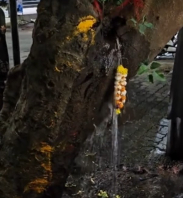 Một quan chức của PCMC giải thích: "Đây không phải phép lạ. Có một đường ống nước cũ dưới gốc cây. Do bị rò rỉ, nước đã thấm vào lòng đất và tìm đường chảy ra ngoài qua phần thân cây bị rỗng". Cấu trúc rỗng bên trong thân cây đã vô tình tạo thành một kênh dẫn, khiến nước từ đường ống vỡ có thể rỉ ra ngoài, tạo nên cảnh tượng giống như cây đang phun nước.