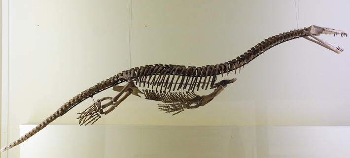 "Hóa thạch loài nothosaur 246 triệu năm này được tìm thấy ở New Zealand có tuổi đời lớn hơn 40 triệu năm so với một hóa thạch bò sát biển lâu đời nhất từng được biết đến ở Nam Bán Cầu", tác giả chính của nghiên cứu này, Tiến sĩ Benjamin Kear đến từ Bảo tàng Tiến hóa thuộc Đại học Uppsala cho biết trong một tuyên bố. Ảnh: @ Wikipedia.