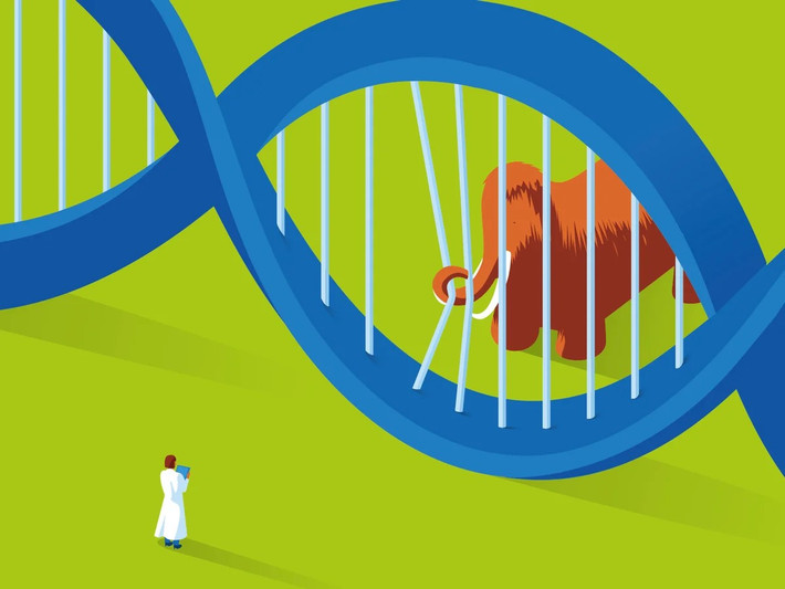 Nhưng những tiến bộ mới trong kỹ thuật di truyền, đặc biệt là cuộc cách mạng CRISPR-Cas9, khiến các nhà nghiên cứu tin rằng, đã đến lúc phải bắt đầu suy nghĩ nghiêm túc về những loài động vật tuyệt chủng nào chúng ta có thể đưa trở lại. Ảnh: @The Guardian.