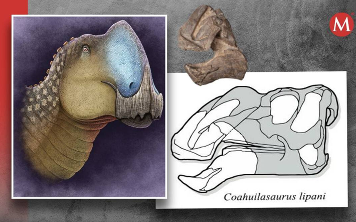 Việc ước tính chính xác kích thước và trọng lượng của Coahuilasaurus lipani là một thách thức, do hồ sơ hóa thạch không đầy đủ, nhưng các nhà khoa học ước tính trọng lượng của nó có thể nặng tới vài tấn, chiều dài khoảng 8 mét. Nếu đúng là sự thật, thì những con số này cho thấy, Coahuilasaurus lipani ngang bằng với các loài khủng long hadrosaurid cỡ trung bình khác. Ảnh: @C. Díaz Frías.