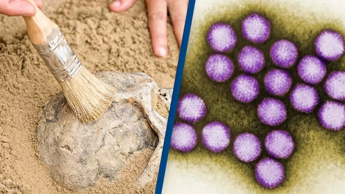 Trên bộ xương người Neanderthal có niên đại hơn 50.000 năm tuổi này có sự xuất hiện của papillomavirus (một loại virus lây truyền qua đường tình dục) và adenovirus (loại virus gây mụn rộp). Ảnh: @Đại học Liên bang São Paulo.