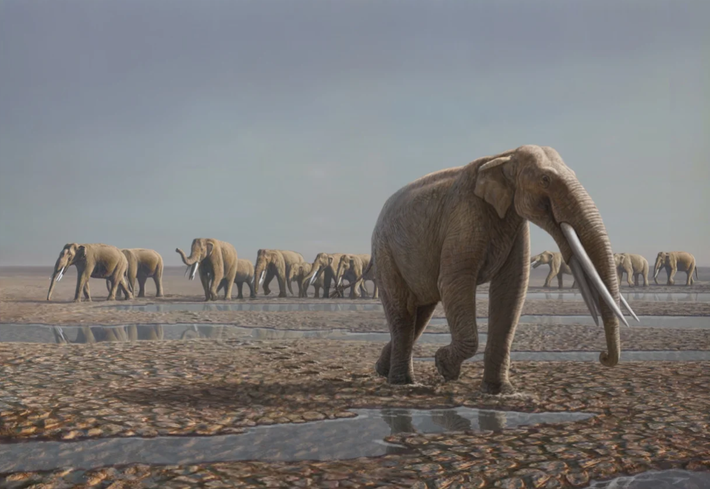 Được biết, những con voi ngà thẳng (Palaeoloxodon antiquus) trưởng thành có thể nặng tới 5,5 tấn ở con cái và 13 tấn ở con đực. Ảnh: @Neto de Carvalho.