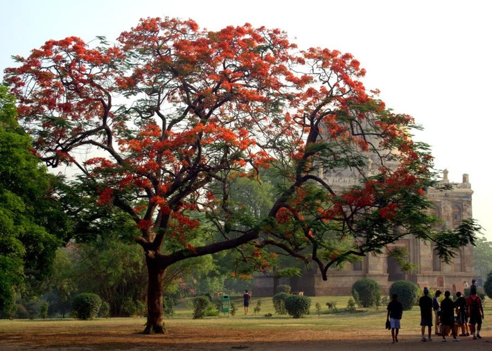 Hình ảnh một cây phượng vỹ (Gulmohar) bỗng dưng "khóc" ra nước tại công viên Premlo Park, thành phố Pimpri Chinchwad, quận Pune, bang Maharashtra đã gây xôn xao dư luận Ấn Độ vào những ngày gần đây. Sự kiện được phát hiện vào ngày 6/6 và ngay lập tức biến gốc cây này thành một địa điểm hành hương tự phát.