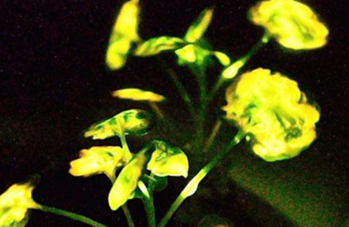 Khi vào bên trong, các hạt nano này giải phóng một hợp chất phát sáng tên là luciferin, và luciferase, một loại enzyme kích thích hoạt động để làm cho chất luciferin này phát sáng. Theo cách này, ánh sáng được cung cấp năng lượng bởi quá trình trao đổi chất của chính cây. Ảnh: @MIT.