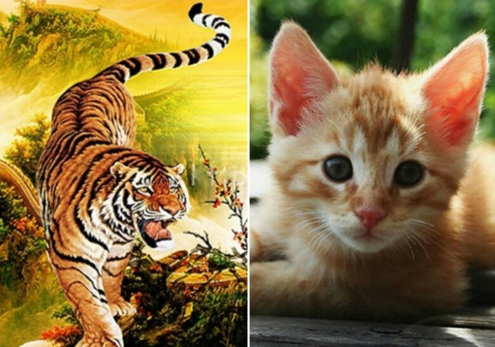 Tuổi Dần và Tuổi Mão: Vận thế của hai con giáp này lại nghiêng về con đường học vấn và sự nghiệp với vận Văn Xương rất tốt. Đây là thời điểm vàng để học hỏi kiến thức mới, tham gia các kỳ thi, hoặc thực hiện những công việc đòi hỏi sự tập trung và trí tuệ. Khả năng tiếp thu và vận dụng kiến thức sẽ được nâng cao đáng kể. Để kích hoạt vận Văn Xương, có thể đặt một chậu tre may mắn (lưu ý là số lượng cây lẻ) ở phương Đông của ngôi nhà hoặc phòng làm việc.