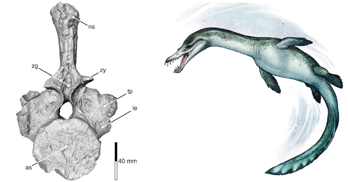 Được gọi là nothosaur, loài bò sát biển này sống vào thời điểm rất lâu trước khi khủng long mới bắt đầu xuất hiện trên đất liền, và đốt sống hóa thạch này là hóa thạch lâu đời nhất từng được tìm thấy ở Nam bán cầu. Ảnh: @Benjamin Kear.