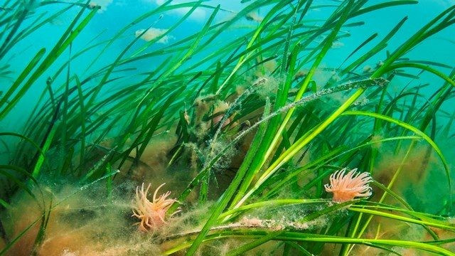 Hoa cỏ biển rất đẹp và một số trông rất giống với hoa trên cạn. Ảnh: @Ocean Conservation Trust.