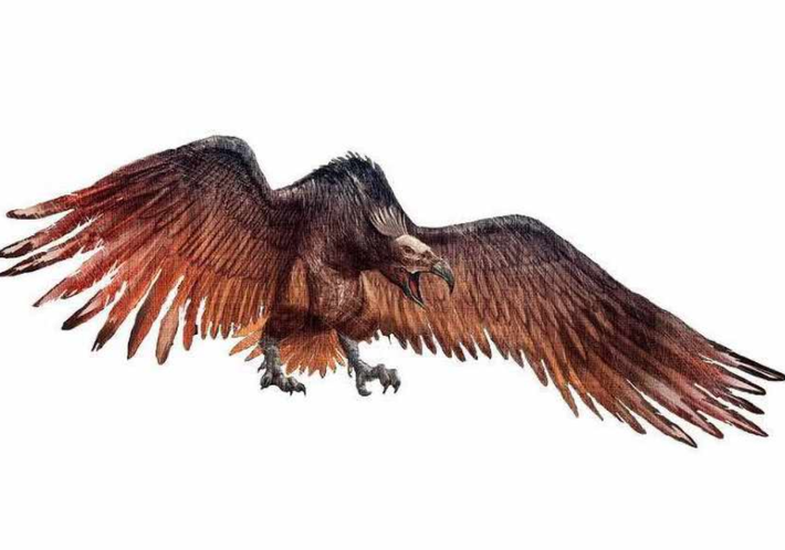 “Dynatoaetus pachyosteus là loài đặc hữu của Úc, có nghĩa là không tìm thấy ở bất kỳ nơi nào khác trên thế giới”, Nhà cổ sinh vật học Ellen Mather cho biết thêm. Ảnh: @Đại học Flinders.