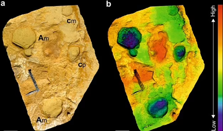 Sự xuất hiện kết hợp của các dấu chân voi Palaeoloxodon antiquus lớn nhỏ tại địa điểm này cho thấy, các nhóm gia đình voi Palaeoloxodon antiquus bao gồm voi con sơ sinh, voi con nhỏ và voi cái trưởng thành đã thường lui tới khu vực này, và chúng có thể sử dụng nơi này làm nhà trẻ, các chuyên gia cho biết. Ảnh: @Neto de Carvalho.