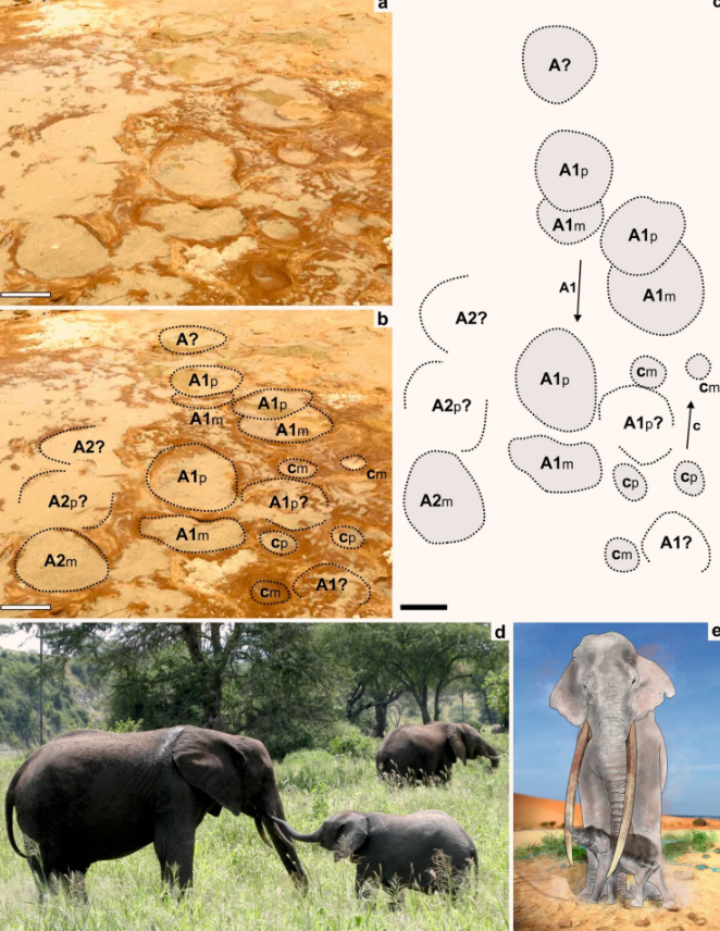Ngoài những dấu chân voi Palaeoloxodon antiquus trưởng thành được tìm thấy ở khu vực Bề mặt bị giẫm đạp Matalascañas, các chuyên gia còn phát hiện những vết chân nhỏ xíu có kích thước 9,6 cm, cho thấy chúng thuộc về loài voi Palaeoloxodon antiquus con có thể chỉ mới 2 tháng tuổi, cao khoảng 66 cm tính đến vai và nặng khoảng 70 kg, nặng hơn một con chó Newfoundland một chút. Ảnh: @Neto de Carvalho.