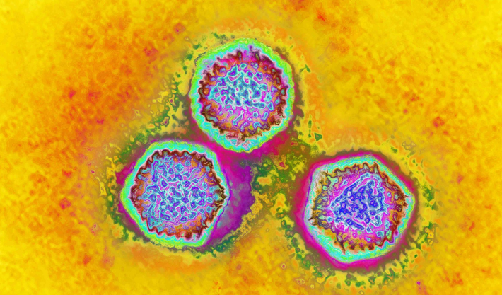 Tác giả nghiên cứu Marcelo Briones chia sẻ với tờ New Scientist rằng, virus adenovirus có thể gây ra nhiều loại bệnh, từ đau mông đến viêm dạ dày ruột cấp tính, còn virus Papillomavirus có lẽ được biết đến nhiều nhất vì mối liên quan của chúng với ung thư cổ tử cung. Ảnh: @Đại học Liên bang São Paulo.