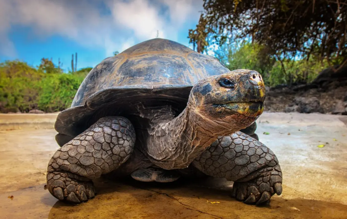 Được đặt tên là Peltocephalus maturin, loài động vật cổ đại này có thể có chiều dài mai tới 1,8 mét. Ảnh: @Đại học Tübingen.