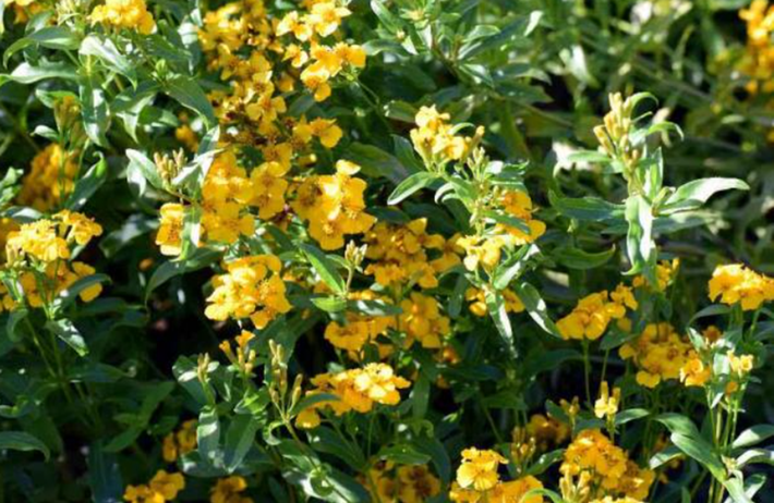 Không chỉ có vậy, họ còn phát hiện ra vết tích của hoa cúc vạn thọ Mexico (Tagetes lucida) có trong hỗn hợp chất cặn này. Ảnh: @Đại học bang Washington.