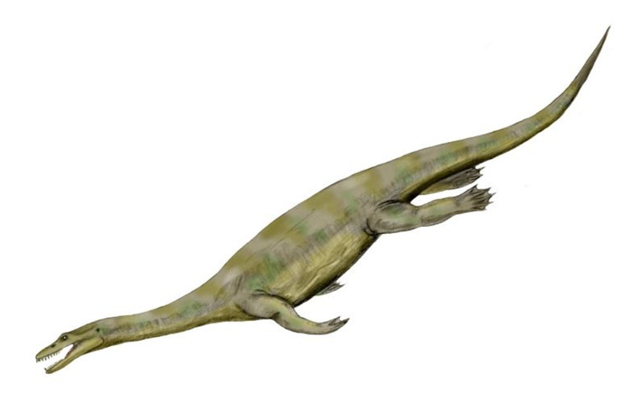 Nothosaur dài khoảng 7 mét, sử dụng bốn chi giống như mái chèo để di chuyển trong nước. Ảnh: @ Wikipedia.