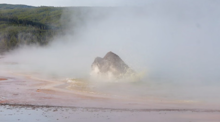 Michael Poland, nhà khoa học phụ trách Đài quan sát núi lửa Yellowstone và là nhà địa chất của Cục Khảo sát Địa chất Mỹ, đã nói với Đài CBS News rằng, việc động vật rơi xuống suối nước nóng ở Công viên quốc gia Yellowstone không phải là chưa từng có. Ông cho biết, các nhà khoa học đã tìm thấy các bộ xương tại các suối nước nóng xung quanh công viên này, nhiều suối trong số đó nằm ở vùng hẻo lánh, không có khách du lịch ghé thăm. Ảnh: @Louise Howard.