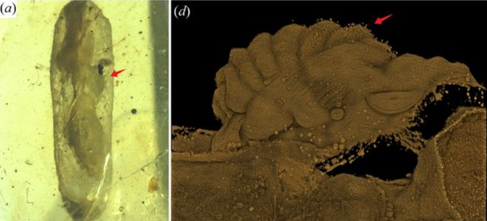 Hai loài nấm ký sinh này được các chuyên gia đặt tên là Paleoophiocordyceps gerontoformicae và Paleoophiocordyceps ironomyiae, nằm trong số những loài nấm gây bệnh cho động vật lâu đời nhất được phát hiện tính tới hiện tại. Ảnh: @Viện Địa chất và Cổ sinh vật học Nam Kinh.