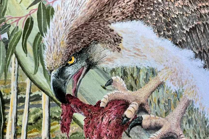 Loài đại bàng mới được mô tả này sống vào thời kỳ Kỷ Pleistocene cách đây hơn 50.000 năm trước. Ảnh: @Đại học Flinders.