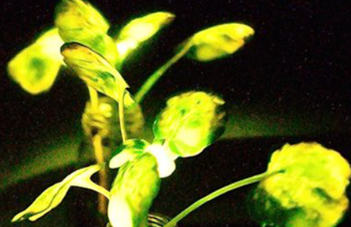 Trong nghiên cứu này, đầu tiên lá của cây cải xoong được ngâm trong dung dịch hạt nano và sau đó tiếp xúc với áp suất cao, khiến các hạt nano này đi vào lá qua các lỗ khí nhỏ trên lá. Ảnh: @MIT.