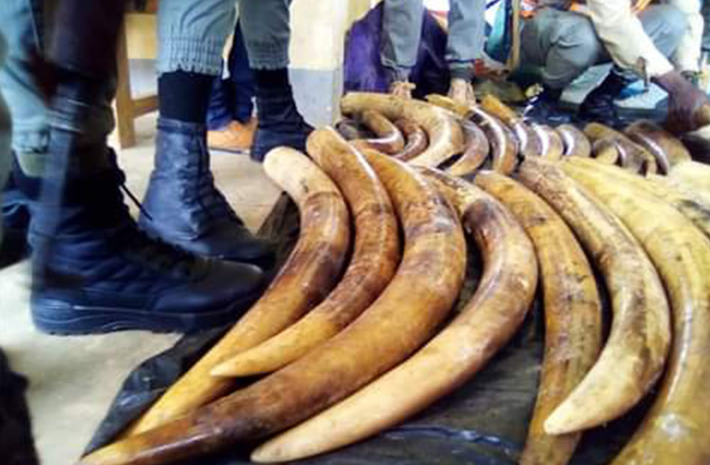 Valdecy Urquiza, Tổng thư ký INTERPOL cho biết: “Các mạng lưới tội phạm có tổ chức đang hưởng lợi từ nhu cầu về thực vật và động vật quý hiếm, khai thác thiên nhiên để thúc đẩy lòng tham của con người. Điều này gây ra hậu quả sâu rộng: nó thúc đẩy quá trình suy thoái đa dạng sinh học, phá hủy cộng đồng, góp phần vào biến đổi khí hậu và thậm chí gây ra xung đột và bất ổn”. Ảnh: @interpol.
