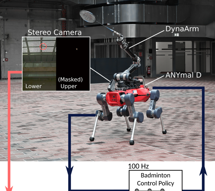 Mới đây, một nhóm các nhà nghiên cứu robot tại Phòng thí nghiệm Hệ thống Robot thuộc Viện Kỹ thuật liên bang Thụy Sĩ (ETH Zurich), đã thiết kế, chế tạo và thử nghiệm một con robot bốn chân có khả năng chơi cầu lông với con người, nó có tên là ANYmal-D. Ảnh: @ETH Zurich.