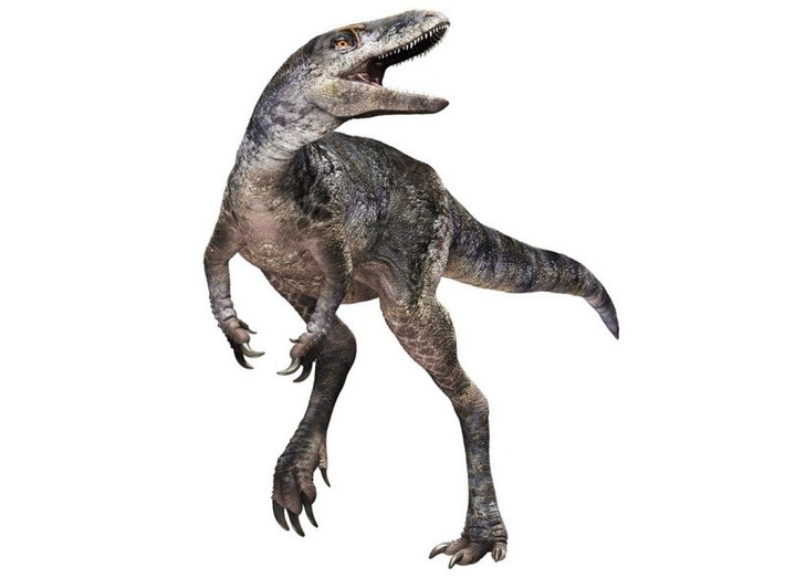 Khankhuuluu mongoliensis được xem là đại diện cho một điểm chuyển tiếp quan trọng trong quá trình tiến hóa của khủng long bạo chúa. Nó đánh dấu sự chuyển mình từ những loài thợ săn nhỏ bé, chạy nhanh, phổ biến trong kỷ Jura, sang thế hệ những quái vật khổng lồ, đáng sợ như T-Rex xuất hiện ở cuối kỷ Phấn trắng. Họa sĩ minh họa Julius Csotonyi đã phác họa hình ảnh phục dựng loài khủng long mới này, đi đứng thẳng bằng hai chân sau, đầu thon dài với bộ hàm đầy răng sắc nhọn.