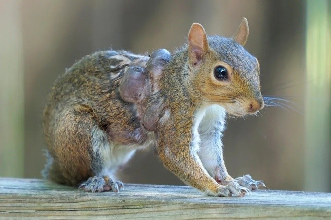 Giả thuyết thứ hai là bệnh u xơ ở sóc (Squirrel Fibromatosis). Căn bệnh này do một loại virus khác gây ra và phổ biến hơn ở loài sóc xám Mỹ. Nó cũng gây ra các khối u trên da, nhưng thường có dạng giống như mụn cóc hơn. Tương tự như bệnh đậu mùa, các khối u này có thể phát triển, vỡ ra gây chảy mủ và nhiễm trùng thứ cấp. Dù là căn bệnh nào, kết quả đối với những con sóc bị nhiễm bệnh nặng đều rất bi thảm.