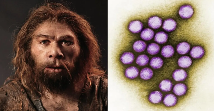 Đây được xem là loại virus lâu đời nhất ở người được biết đến tính tới thời điểm hiện tại. Ảnh: @Đại học Liên bang São Paulo.