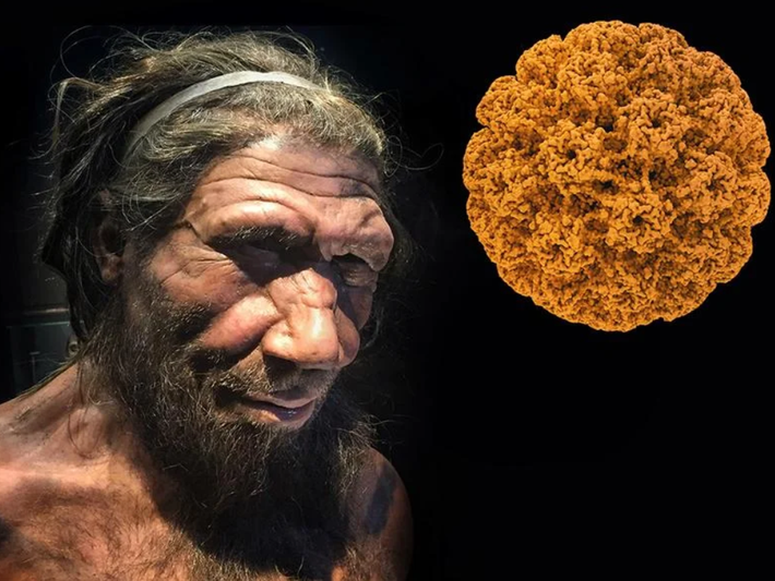 Khi tiến hành thăm dò, phân tích ADN khảo cổ công nghệ cao trên một bộ xương người Neanderthal có niên đại hơn 50.000 năm tuổi, các chuyên gia đến từ trường Đại học Liên bang São Paulo bất ngờ phát hiện một sự thật kỳ dị. Ảnh: @Đại học Liên bang São Paulo.