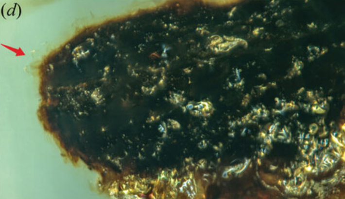 Theo Giáo sư Edmund Jarzembowski, hai loài nấm ký sinh Paleoophiocordyceps gerontoformicae và Paleoophiocordyceps ironomyiae, bắt đầu bằng một bào tử tiếp xúc với vật chủ thích hợp, bắt đầu nảy mầm và xuyên qua các lớp biểu bì thông qua quá trình thủy phân bằng enzym, đến khoang cơ thể côn trùng. Sau khi xâm nhập vào cơ thể côn trùng, nấm (ở giai đoạn này là các tế bào giống như nấm men) sẽ sinh sôi bằng cách nảy chồi và tiêu thụ chất dinh dưỡng từ bên trong cơ thể côn trùng. Ảnh: @Viện Địa chất và Cổ sinh vật học Nam Kinh.