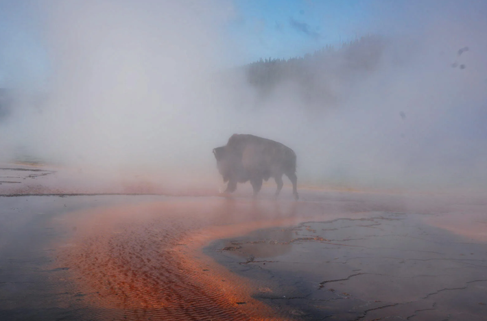 "Có hai con bò rừng bison đứng ở đó", Louise Howard, người đến thăm Yellowstone lần đầu tiên cho biết. "Tôi nghĩ đó là một cơ hội chụp ảnh tuyệt vời". Ảnh: @Louise Howard.