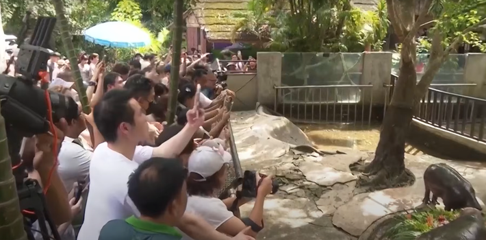 Số lượng du khách đã lên tới 12.000 người, giám đốc Vườn thú mở Khao Kheow, Narongwit Chodchoy cho biết. Ảnh: @Vườn thú mở Khao Kheow.