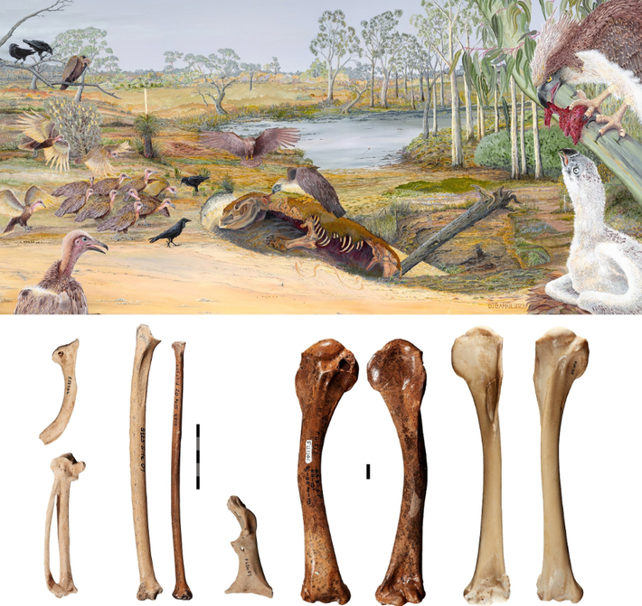 Chia sẻ rõ hơn, nhà cổ sinh vật học Ellen Mather của Đại học Flinders cho biết: "Dynatoaetus pachyosteus có sải cánh tương tự như đại bàng đuôi nhọn - vốn là loài đại bàng săn mồi lớn nhất còn sống của Úc, nhưng xương của Dynatoaetus pachyosteus có vẻ chắc khỏe hơn nhiều - đặc biệt là xương chân, cho thấy Dynatoaetus pachyosteus thậm chí còn mạnh mẽ và có thân hình chắc khỏe hơn”. Ảnh: @Đại học Flinders.