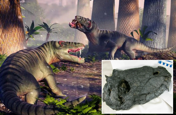 Pampaphoneus biccai thuộc nhánh khủng long Dinocephalia. Loài động vật ăn thịt cổ đại này sống trước cả thời kỳ tuyệt chủng hàng loạt cuối kỷ Permi -một sự kiện tuyệt chủng lớn nhất trong lịch sử Trái Đất đã xóa sổ 86% tất cả các loài động vật trên toàn thế giới. Ảnh: @Felipe Pinheiro.