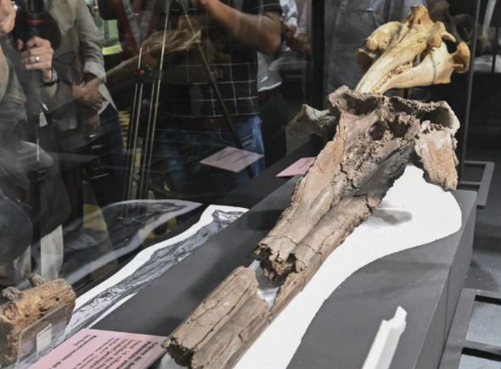 Tiến sĩ Aldo Benites-Palomino, nhà cổ sinh vật học tại Đại học Zurich và Thị trưởng San Marcos của Museo de Historia Natural-Universidad Nacional Nacional, cho biết, họ đã tìm thấy hộp sọ và các hóa thạch khác của loài cá heo sông Amazon cổ đại ở Rio Napo, Peru và chúng có niên đại hơn 16,5 triệu năm trước. Ảnh: @Aldo Benites-Palomino.