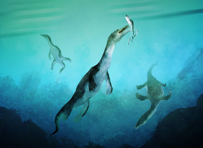 Ngoài ra, nothosaur có hộp sọ dẹt, lý tưởng cho việc săn mồi. Hộp sọ này được lót bằng những chiếc răng sắc nhọn, hoàn hảo để bắt cá và mực khổng lồ bơi trong đại dương cổ đại. Ảnh: @Sci.News.