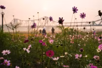 Vườn hoa cúc bướm nở rộ, nhuộm sắc xuân dưới chân cầu Long Biên hút giới trẻ