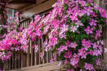 Cây cảnh nở hoa như mây hồng lộng lẫy, mang lại điềm lành cho gia đình