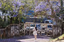 Đà Lạt khoác áo tím, du khách rủ nhau săn mùa hoa lãng mạn nhất năm