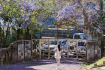 Đà Lạt khoác áo tím, du khách rủ nhau săn mùa hoa lãng mạn nhất năm